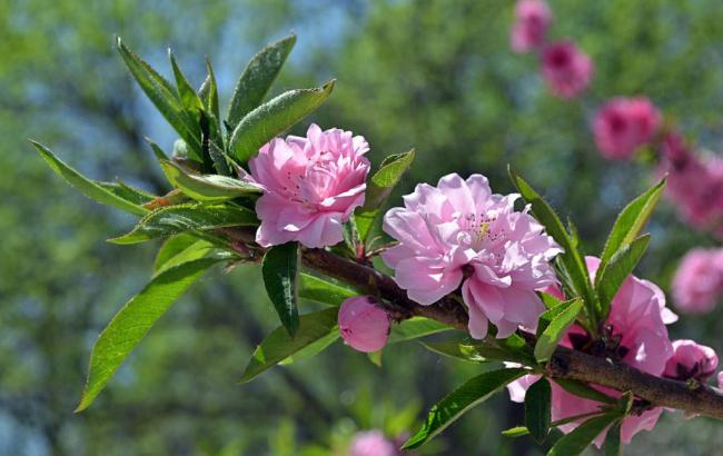 十大菠菜软件：菠菜送白菜讯息网(菠菜送金