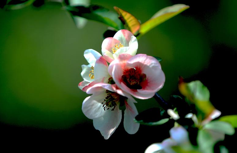 体育菠菜导航网：菠菜发布网论坛(菠菜 论坛)